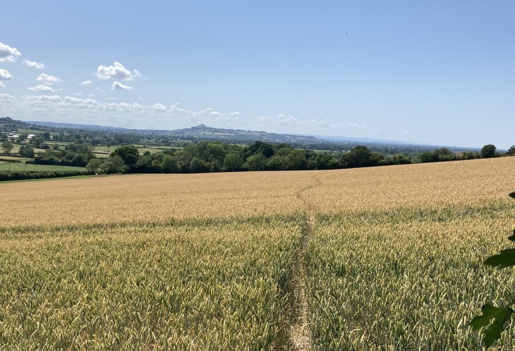 A path leading through a corn field with Glastonbury Tor in the distance.
