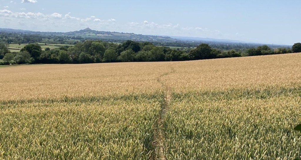 Foreground: a path running through a cornfield, leading towards (in the distance) Glastonbury Tor.