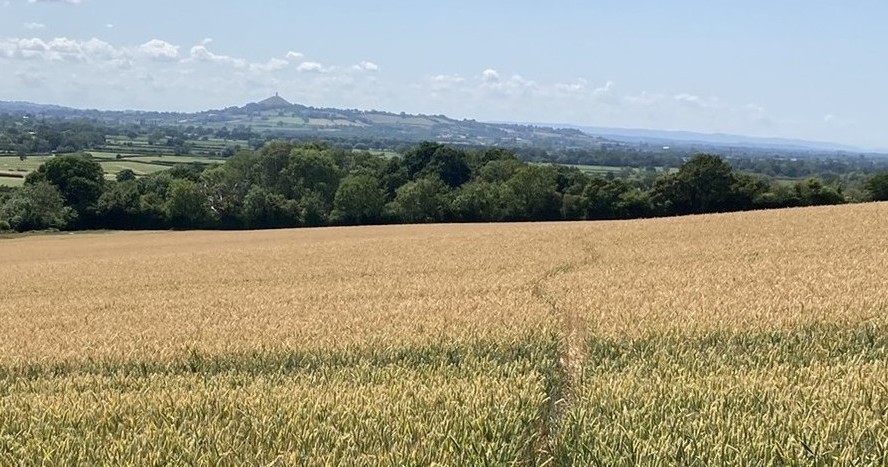 A path leading through a corn field with Glastonbury Tor in the distance.
